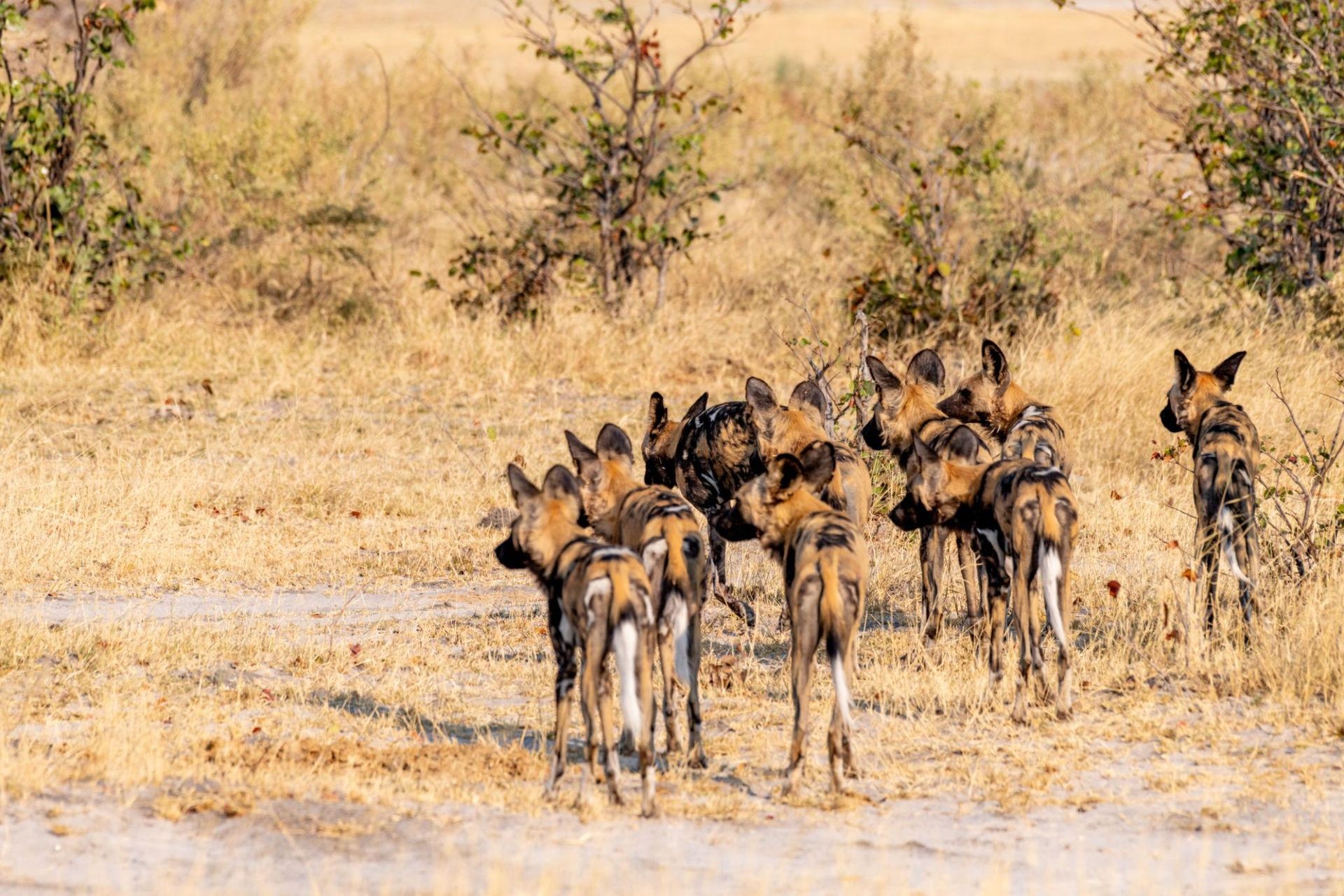 savuti marsh
